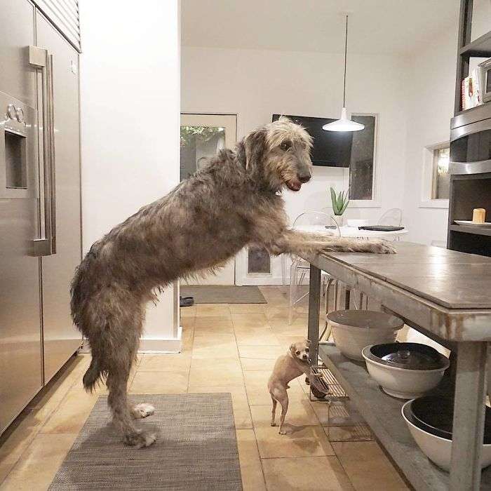 irish hound dog