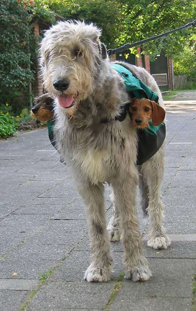 greyhound irish wolfhound mix