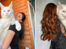 giant maine coon,maine coon cat,white maine coon,russian white cat,white maine coon cat,russian maine coon