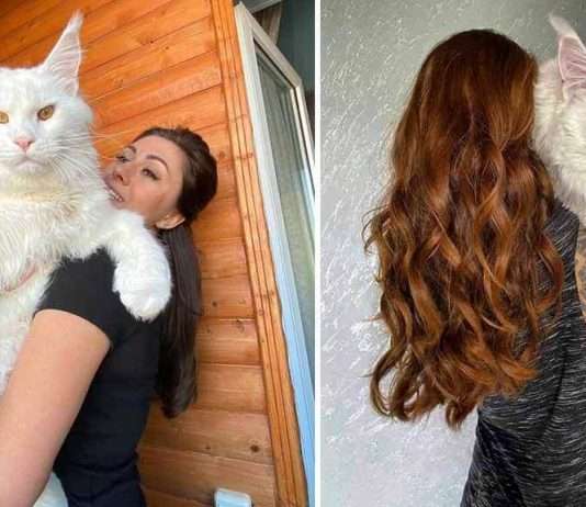 giant maine coon,maine coon cat,white maine coon,russian white cat,white maine coon cat,russian maine coon