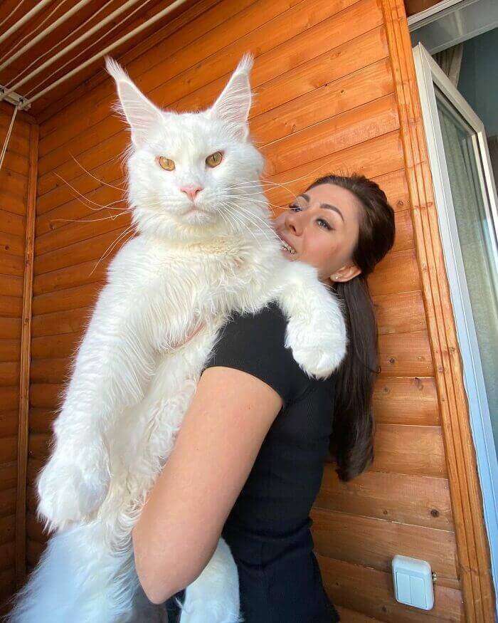 maine coon cat,maine coon kefir,white maine coon,giant cat,how much is a maine coon cat,giant maine coon,russian white cat