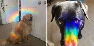 rainbow pictures,rainbow images,pictures of rainbows,rainbow picture,rainbow image