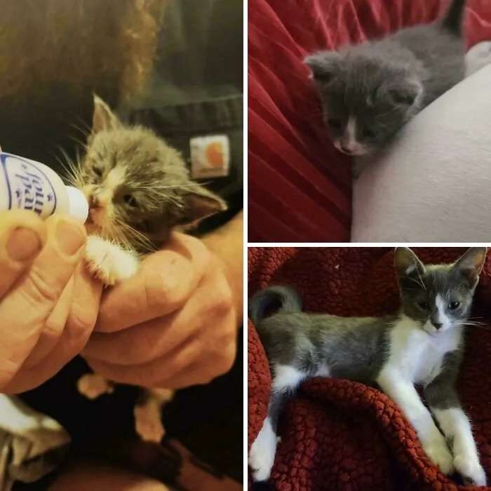 baby cats for adoption