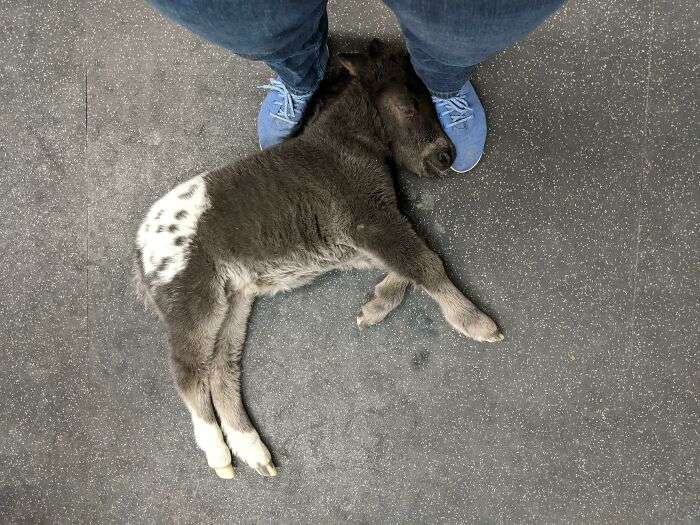 I am a vet; when I talked to people, this little guy came and fell asleep on my feet