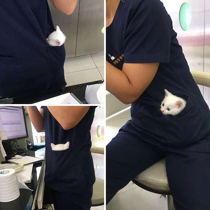 This kitty love to stay in the vet's pocket