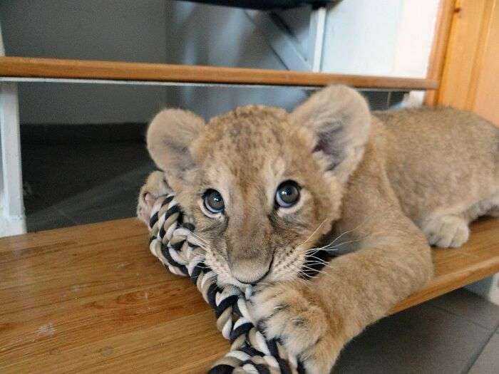 My mother is a vet, so I got the chance to play with this adorable little lion cub