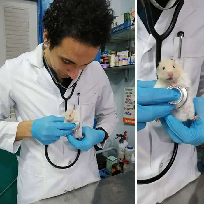 This is Hammie, and he went for a checkup to stay healthy.