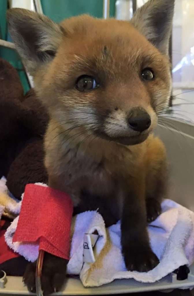 This baby fox was bought by our local vet, and it looks like a computer-generated pic