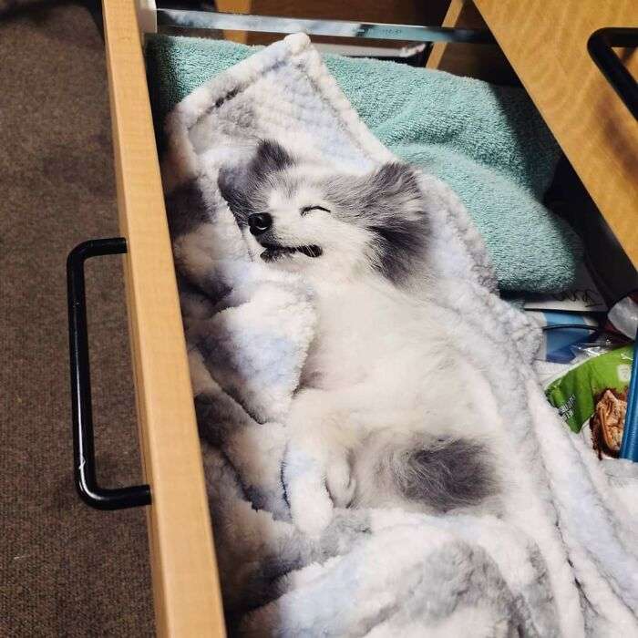 While most people put office stuff on their desks, I decided to keep a sleeping Pomeranian