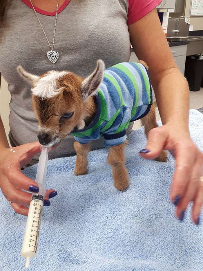 My Coworker's baby goat, Matilda