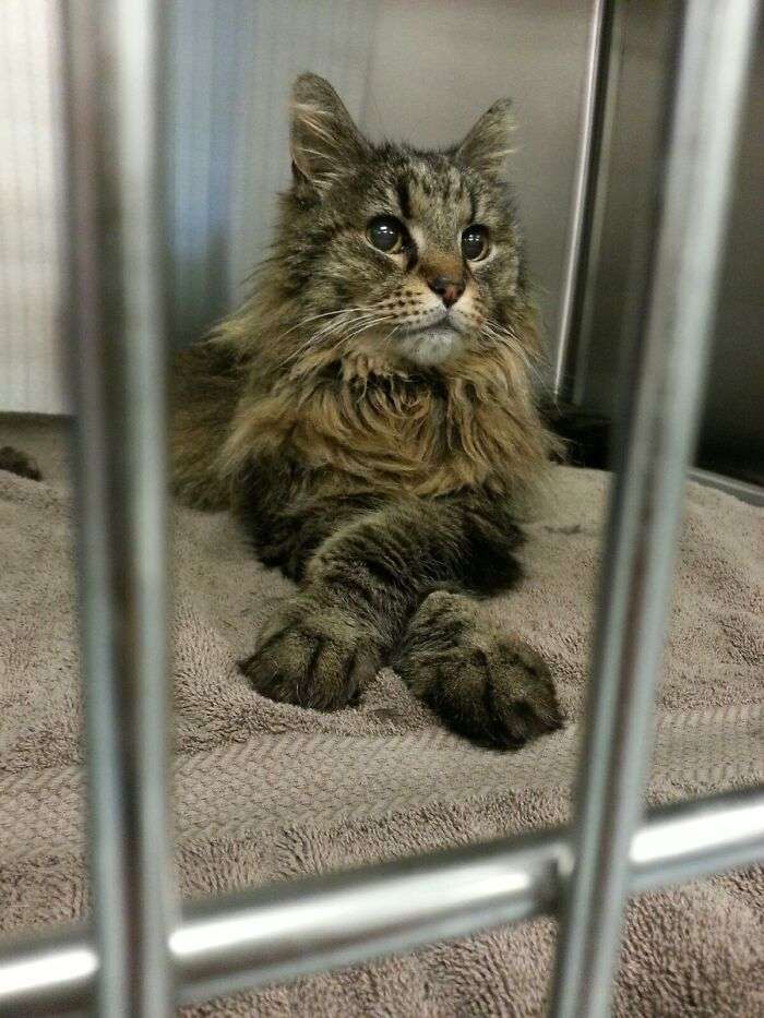 My girlfriend is a vet tech. She always sends me photos of handsome animals like this