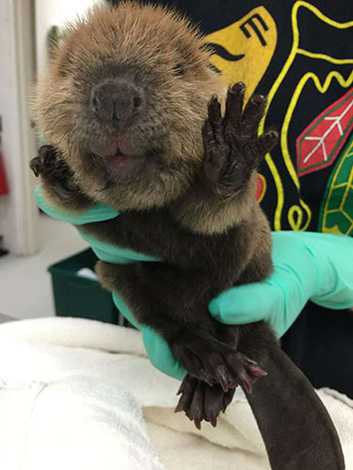 A beaver who lived in Illinois wildlife medical clinic