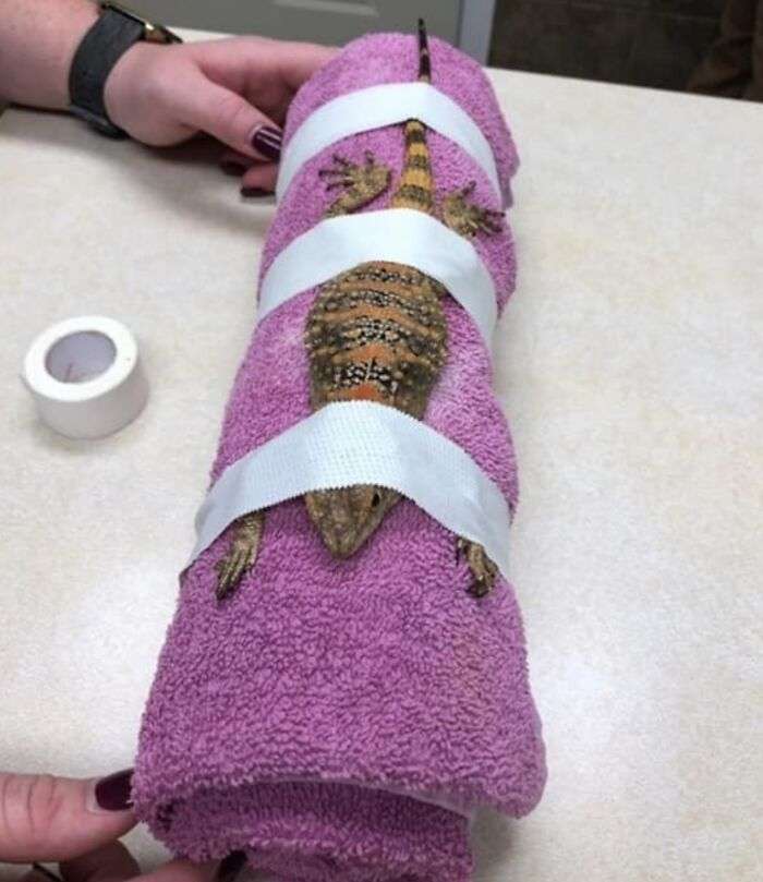 This is Damascus, and I was always trying to bite the vet. he got put in the straight lizard jacket for his x-rays.