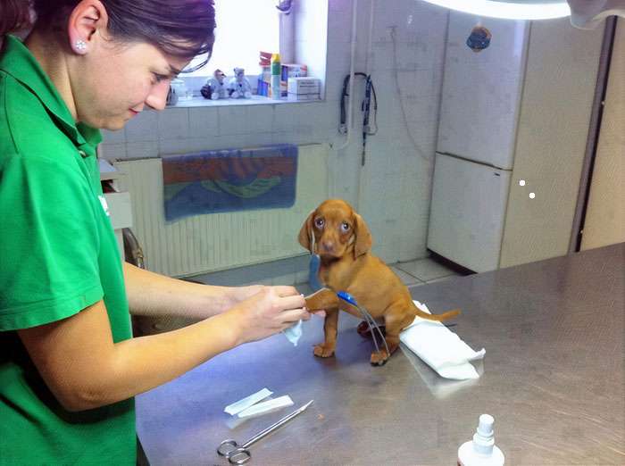 My puppy visits the vet