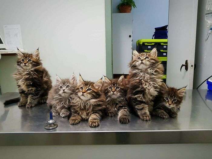 These Maine Coon kittens are only nine weeks old and waiting for their vet to check them