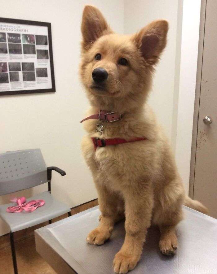 German shepherd and golden retriever mixed dog