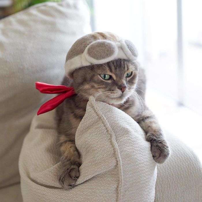 makes hats,cat hats,cat hat,japanese cat,cats with hats,cat hat,cat hats,cats in hats,hats for cats