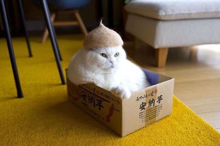 cat with hat,japanese hat,cat with hat,hats for cats,japanese cats,japanese hats,cats in hats