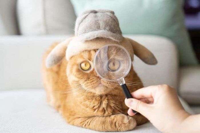 cat with a hat,cute cats with hats,cats in a hat,cats wearing hats,cat hair hat