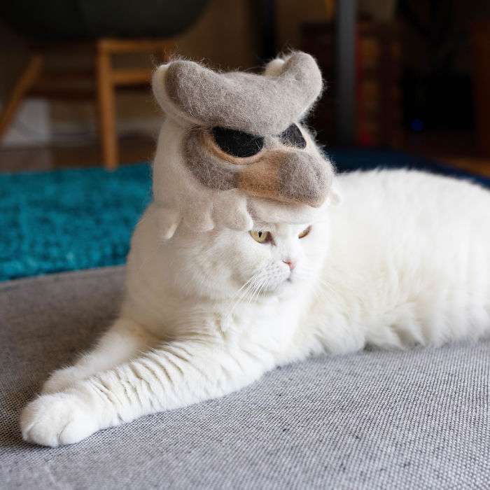 cat with hat,japanese hat,cat with hat,hats for cats,japanese cats,japanese hats,cats in hats