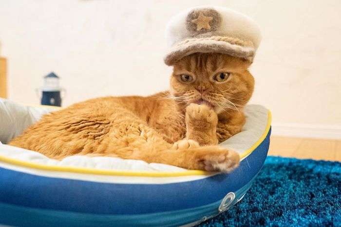 cat with a hat,cute cats with hats,cats in a hat,cats wearing hats,cat hair hat