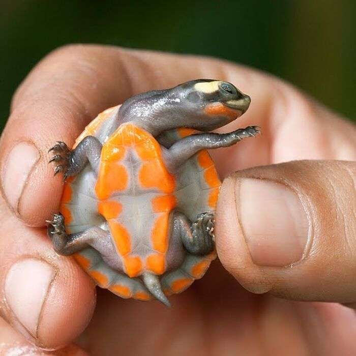 cute turtle,cutest turtle in the world,turtle poop images,cursed turtle images,sea turtle photos