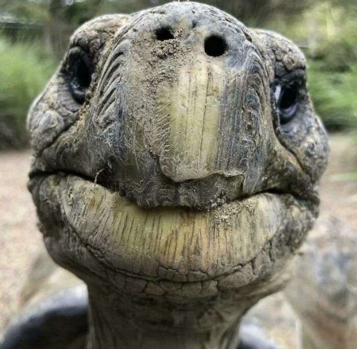 turtle pics,show me a picture of a turtle,images of turtles,turtle pic,pictures of tortoises