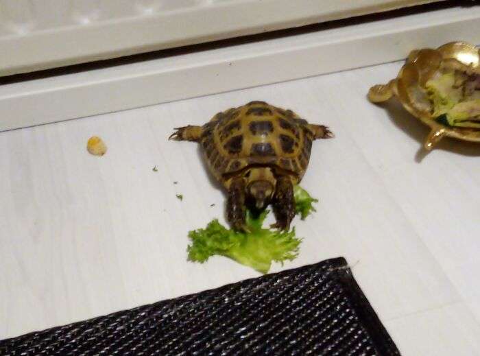 turtle photos,tortoise images,cute pet turtles,turtle photos,funny turtle pictures