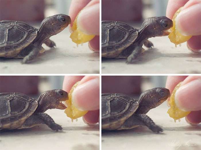 adorable baby turtles,turtle picture,tortoise pictures,pics of turtles,pictures of a turtle