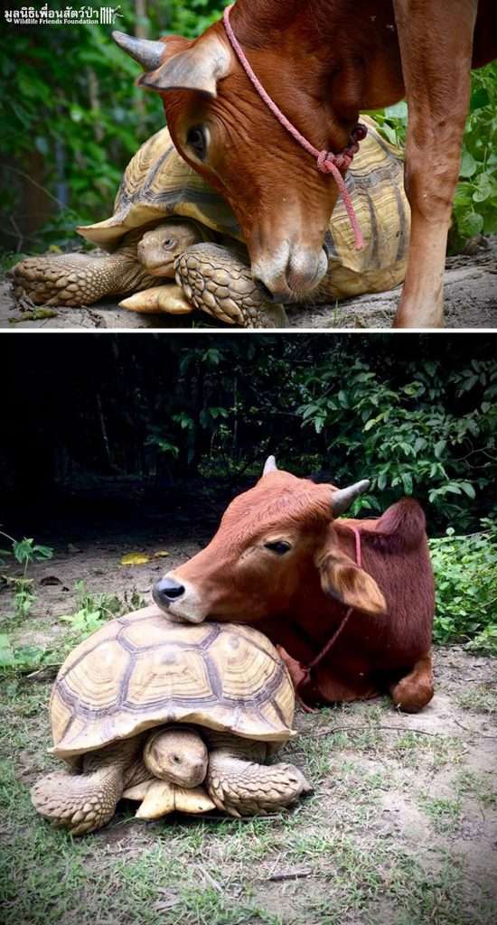 turtle photos,tortoise images,cute pet turtles,turtle photos,funny turtle pictures