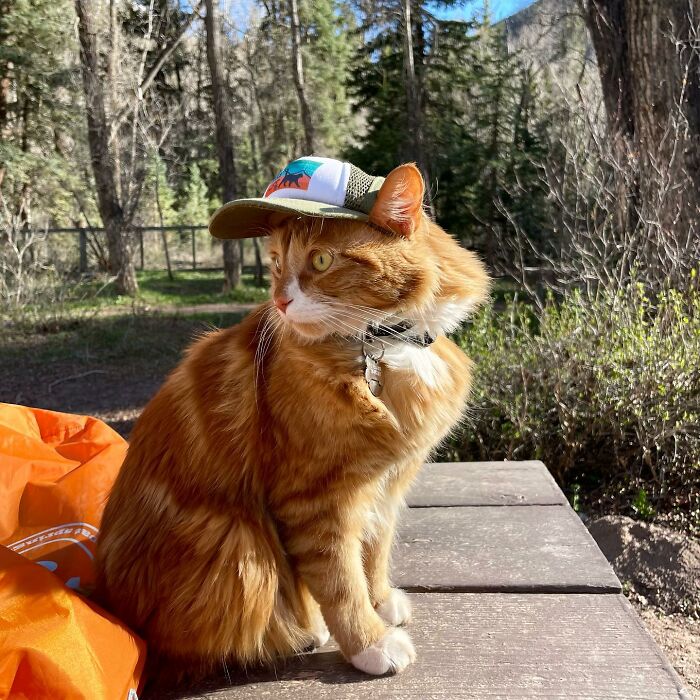 The orange cat Liebchen was adopted by Rifle Animal Shelter in Aspen, Colorado.