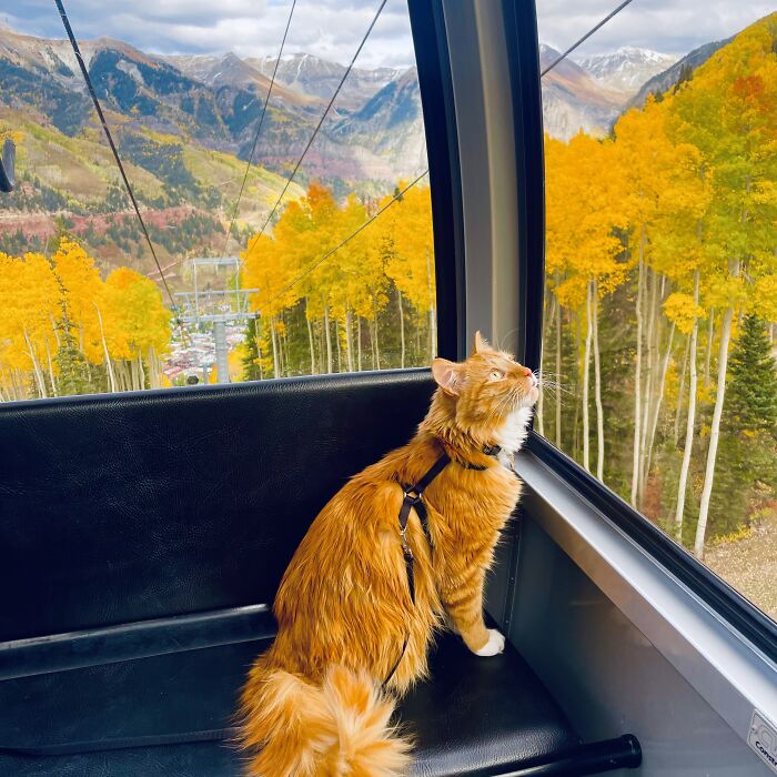 Colorado's Telluride Gondola