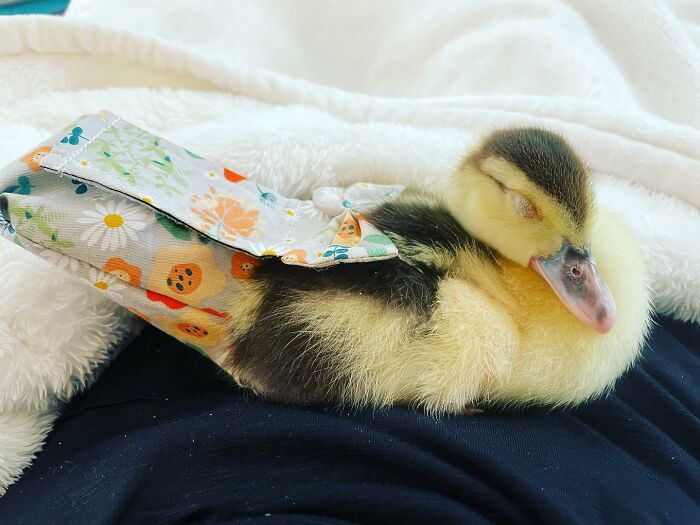 animal rescue league,the animal rescue site,wildlife rescue,animal sanctuary,sitting duck