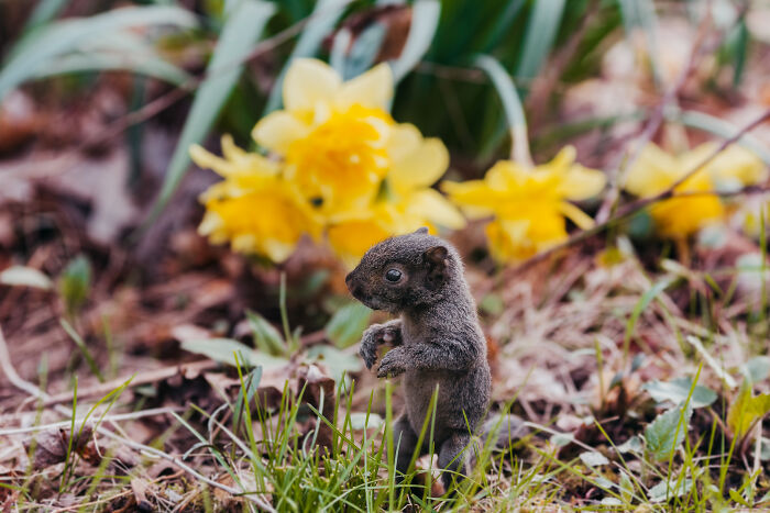 squirrel,rabid squirrel,flying squirrel animal,california squirrels,fox squirrel,raccoon squirrel,red squirrel