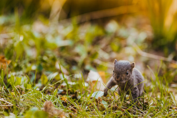 grey squirrel,squirrels in attic,sick squirrel,rat squirrel,squirrels in roof,black squirrel