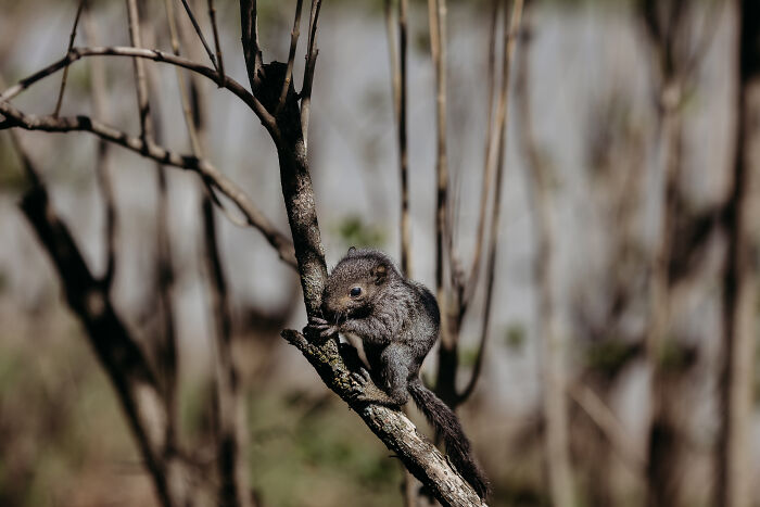 squirrel,rabid squirrel,flying squirrel animal,california squirrels,fox squirrel,raccoon squirrel,red squirrel