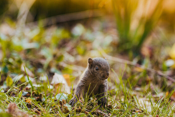 squirrel glider,pet squirrel,white squirrel,ground squirrel,tree squirrel,brown squirrels,sugar squirrel