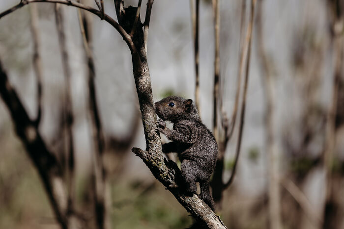 squirrel,rabid squirrel,flying squirrel animal,california squirrels,fox squirrel,raccoon squirrel,red squirrel