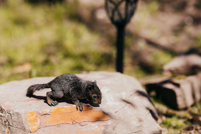 squirrel glider,pet squirrel,white squirrel,ground squirrel,tree squirrel,brown squirrels,sugar squirrel