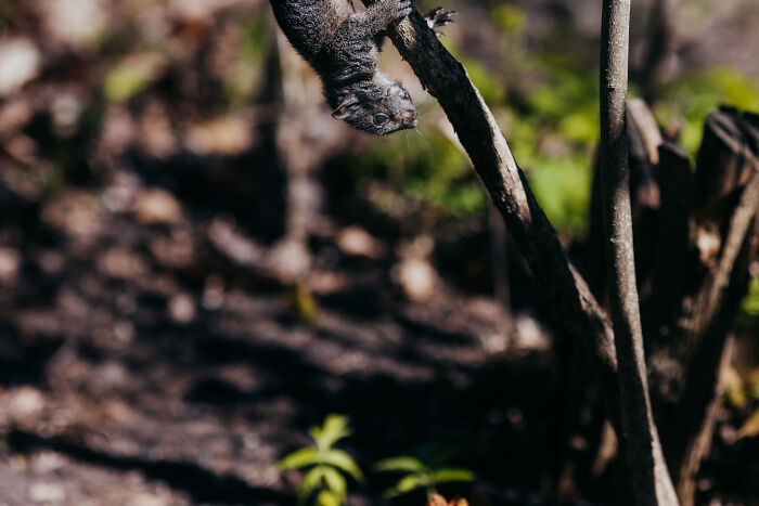 squirrel,rabid squirrel,flying squirrel animal,california squirrels,fox squirrel,raccoon squirrel,red squirrel