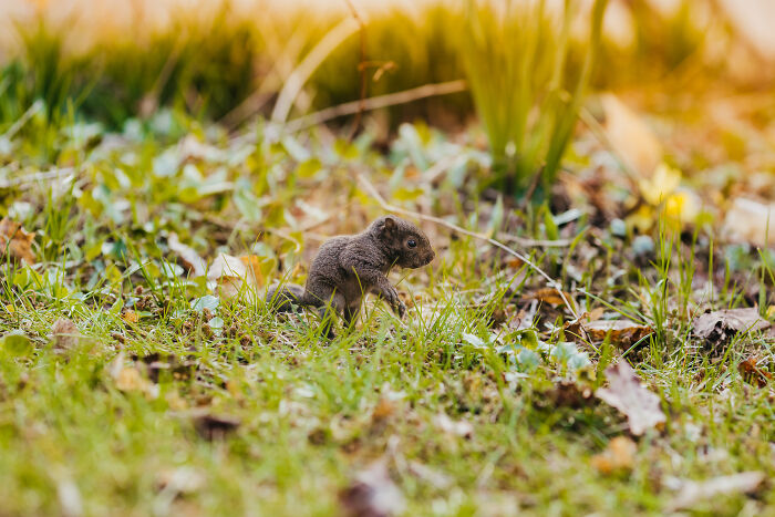 grey squirrel,squirrels in attic,sick squirrel,rat squirrel,squirrels in roof,black squirrel