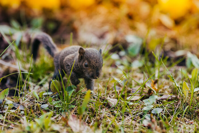 squirrel glider,pet squirrel,white squirrel,ground squirrel,tree squirrel,brown squirrels,sugar squirrel