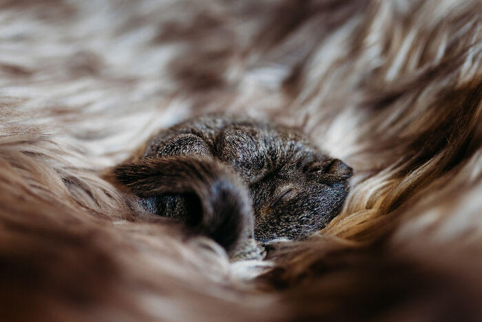 squirrel,rabid squirrel,flying squirrel animal,california squirrels,fox squirrel,raccoon squirrel,red squirrel