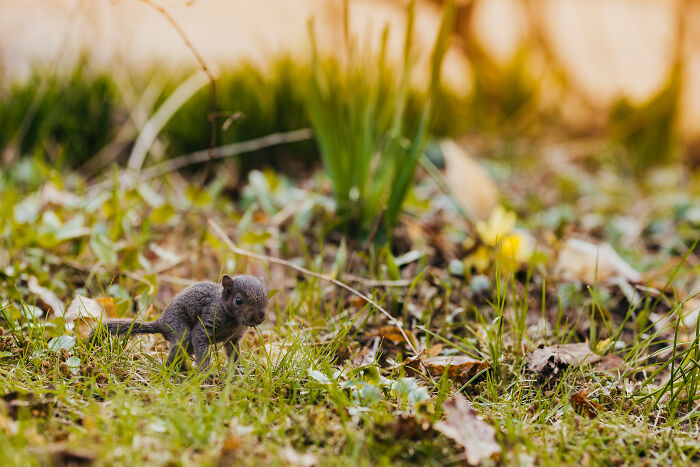 squirrel glider,pet squirrel,white squirrel,ground squirrel,tree squirrel,brown squirrels,sugar squirrel