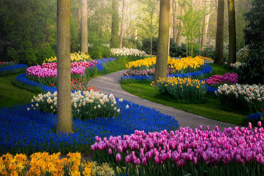 keukenhof tulip gardens,tulip garden,beautiful photographs,albert dros,tulip fields netherlands
