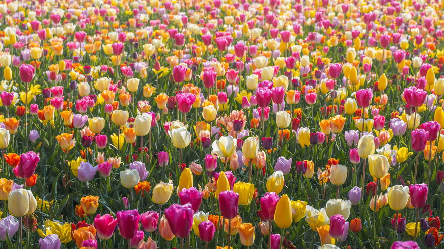 keukenhof tulip gardens,tulip garden,beautiful photographs,albert dros,tulip fields netherlands