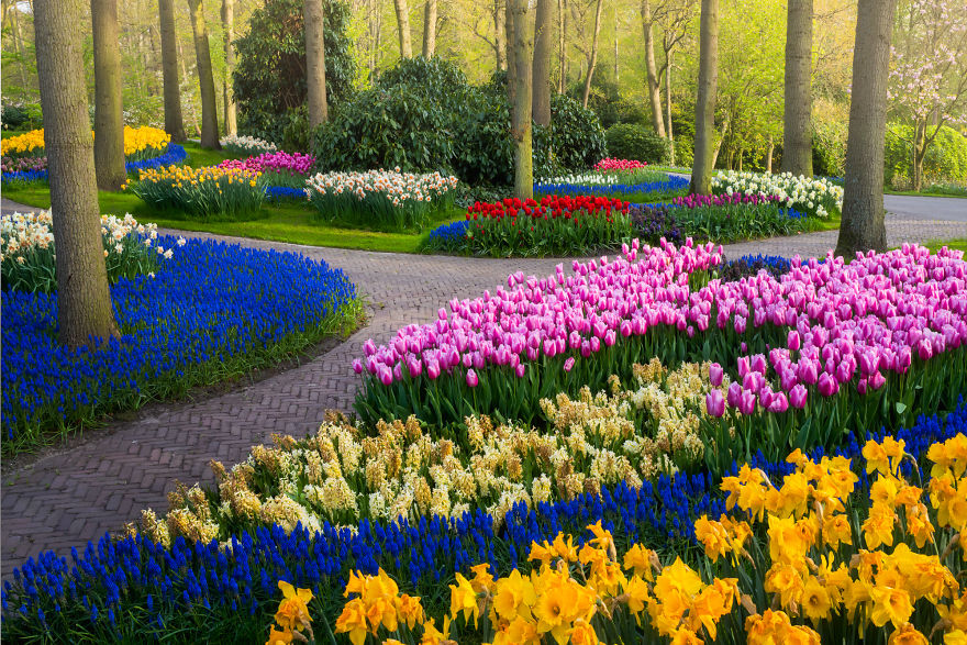 keukenhof gardens,tulip garden near me,the tulip,the tulip tree,roozengaarde tulips,netherlands flower fields