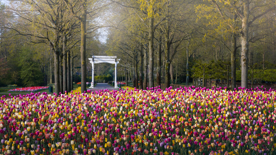 tulip season netherlands,keukenhof gardens 2022,tulip season in holland,keukenhof tulips,tulip farm netherlands