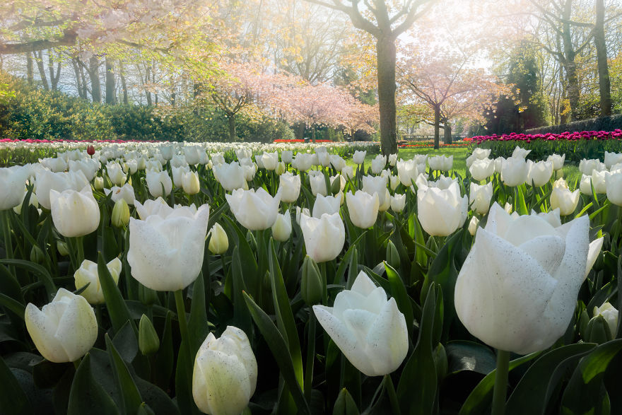 albert dros photography,dutch flower fields,fields of tulips in holland,biltmore tulips