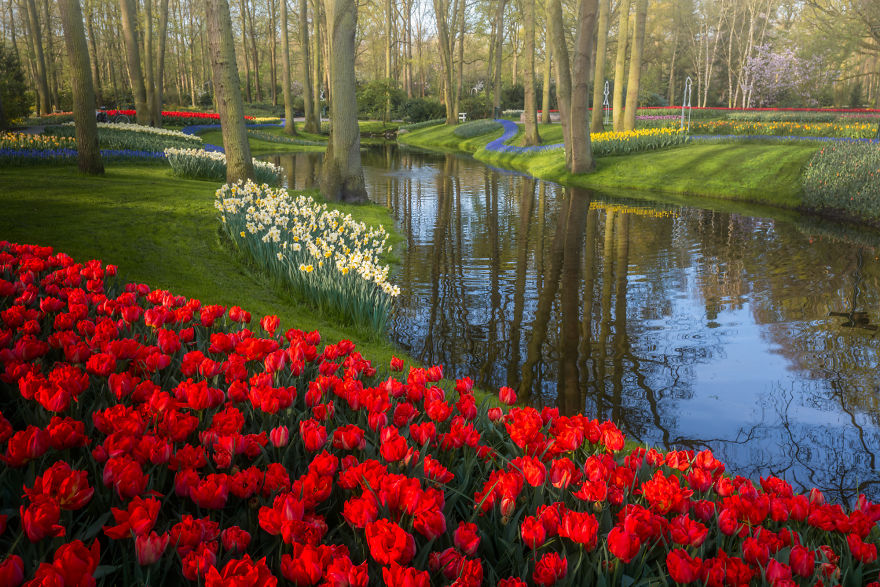 keukenhof tulip gardens,tulip garden,beautiful photographs,albert dros,tulip fields netherlands